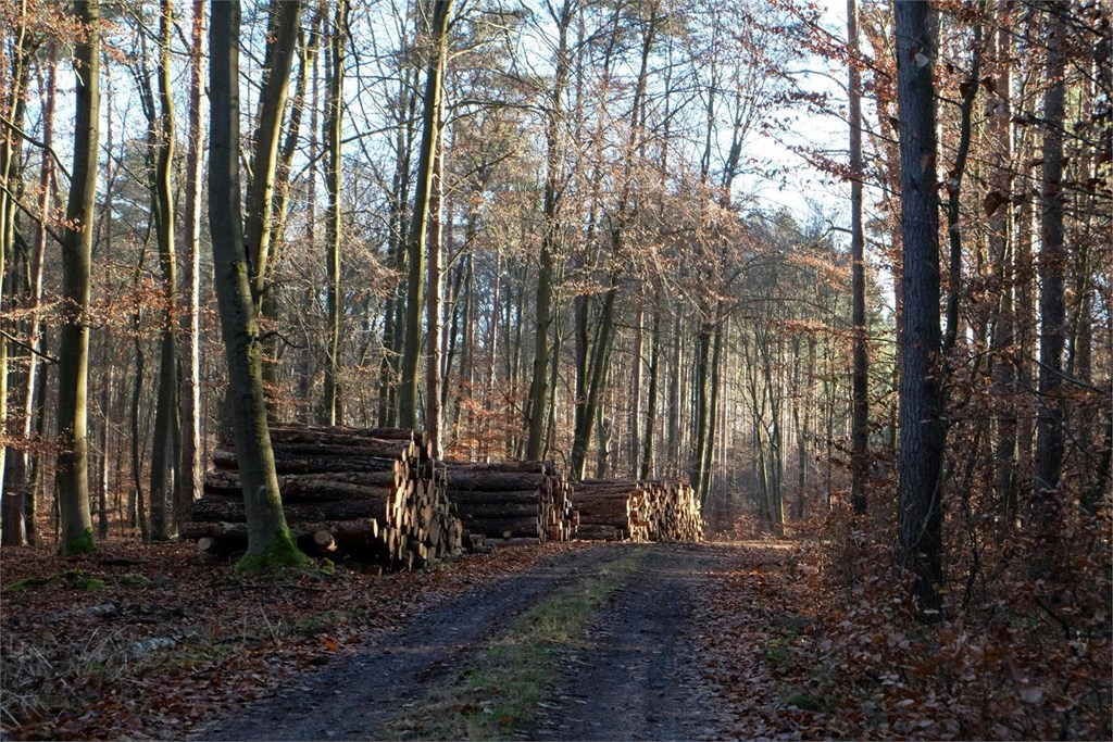 5 motivos por los que realizar la tala controlada de árboles