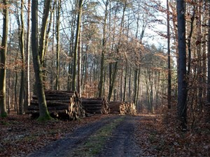 5 motivos por los que realizar la tala controlada de árboles