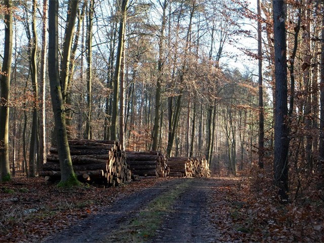 5 motivos por los que realizar la tala controlada de árboles