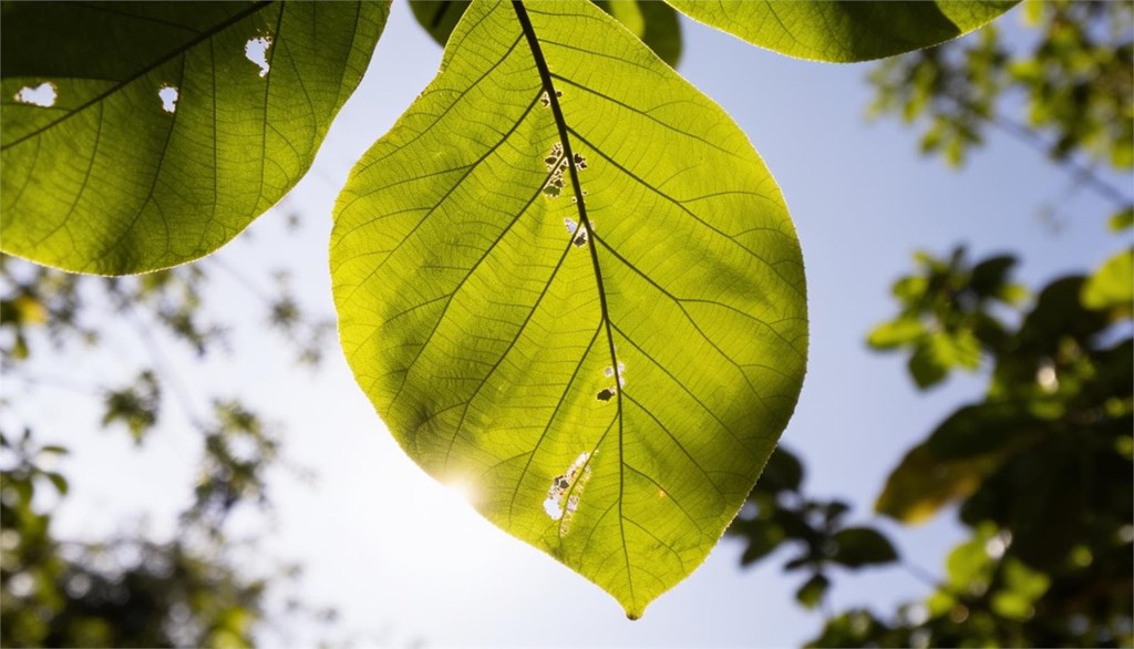 5 plagas comunes en árboles en verano