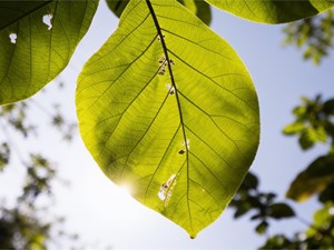 5 plagas comunes en árboles en verano