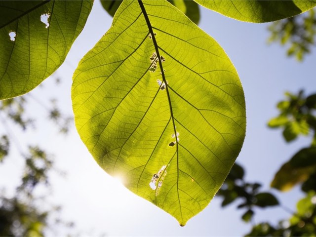 5 plagas comunes en árboles en verano