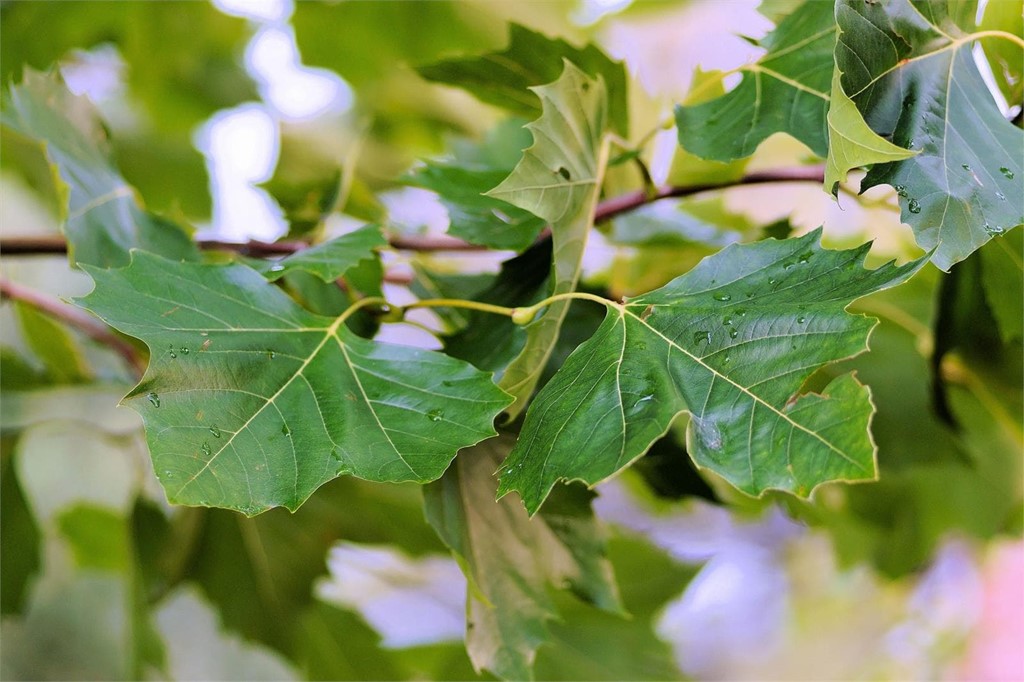 Árboles para el jardín: el castaño