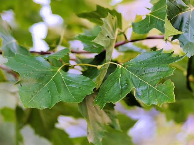 Árboles para el jardín: el castaño