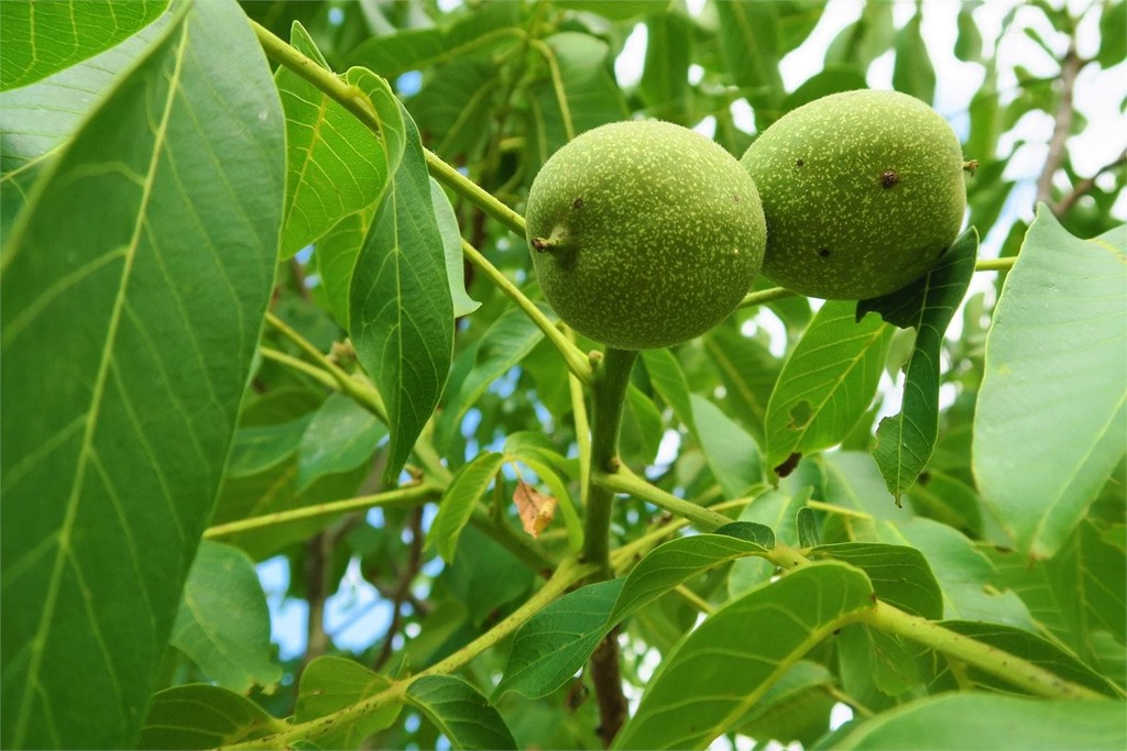 Árboles para el jardín: el nogal