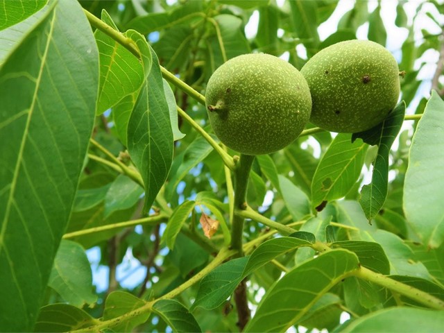 Árboles para el jardín: el nogal