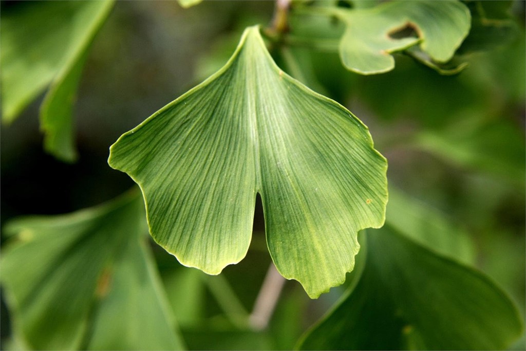 Árboles para el jardín: ginkgo biloba