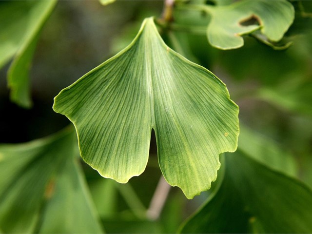 Árboles para el jardín: ginkgo biloba