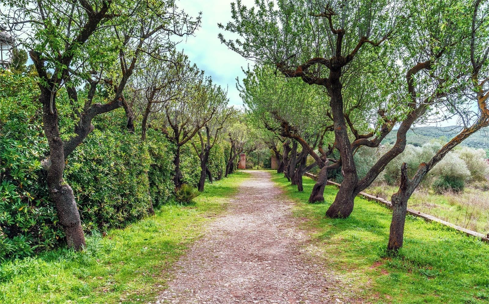 Beneficios de plantar árboles grandes en tu jardín - Imagen 1