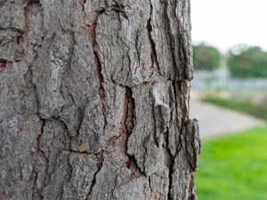 ¿Cómo afectan los hongos a los árboles?