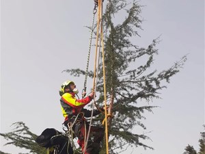 ¿Cómo detectar que el calor está poniendo en riesgo el correcto desarrollo del arbolado antes de su deterioro evidente?