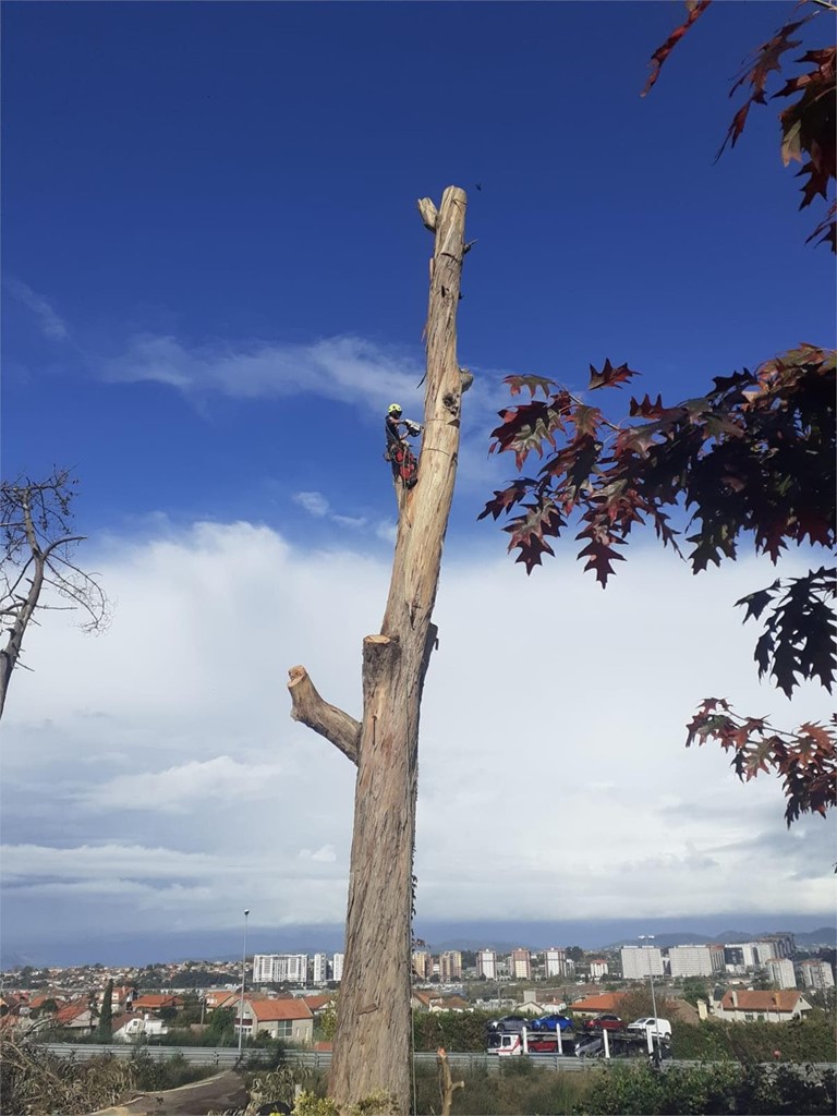 Cuándo es necesario recurrir a la tala de un árbol? - Os das Árbores