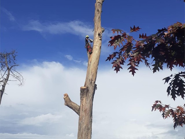 ¿Cuándo es necesario recurrir a la tala de un árbol?