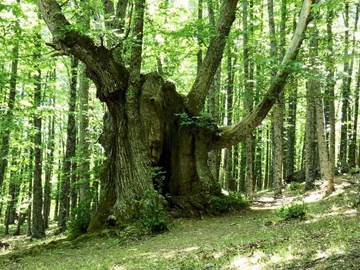 El Castiñeiro de Pumbariños, el árbol más antiguo de Galicia