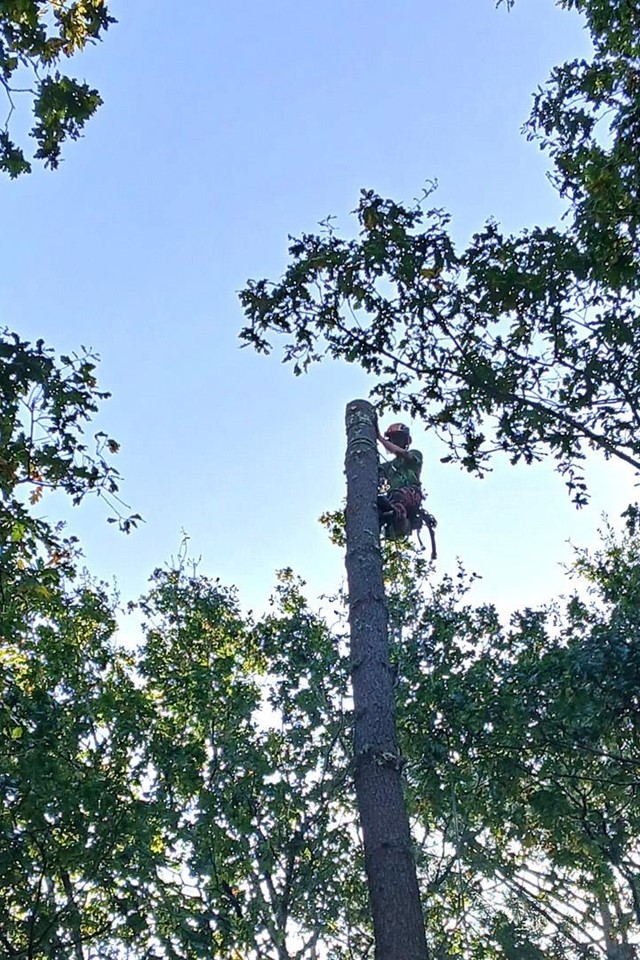 Expertos en arboricultura en Ponteareas