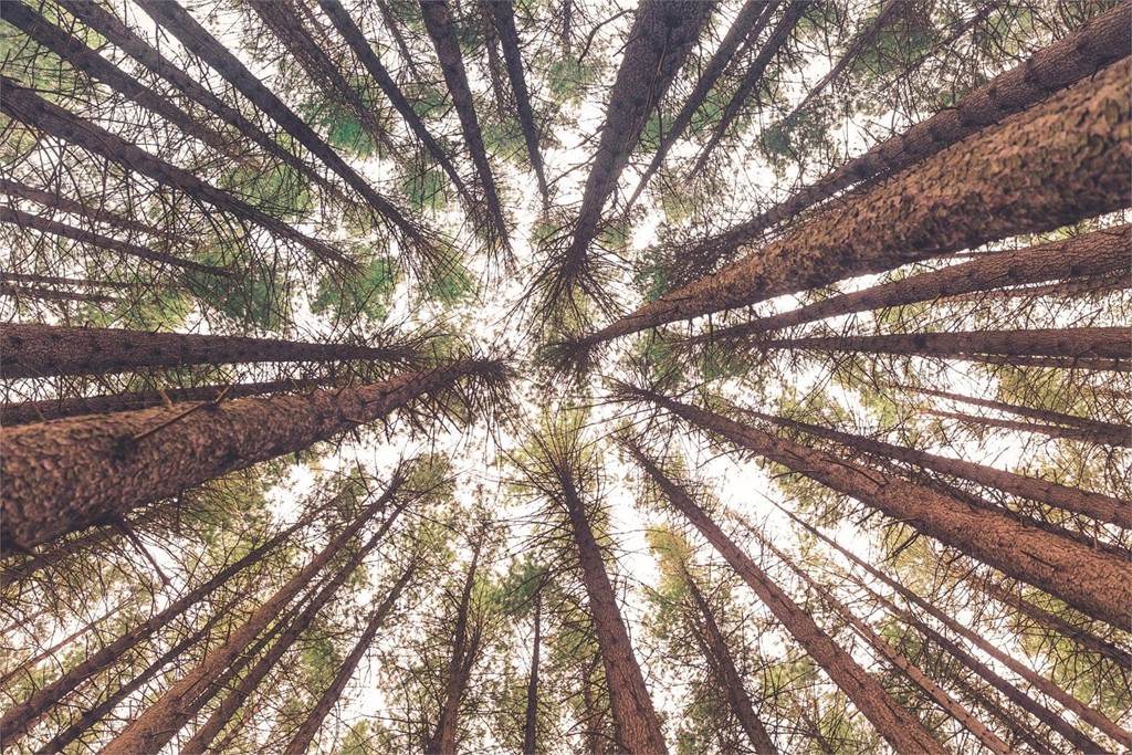 ¿Hay que reducir la altura de un árbol para que sea más seguro?