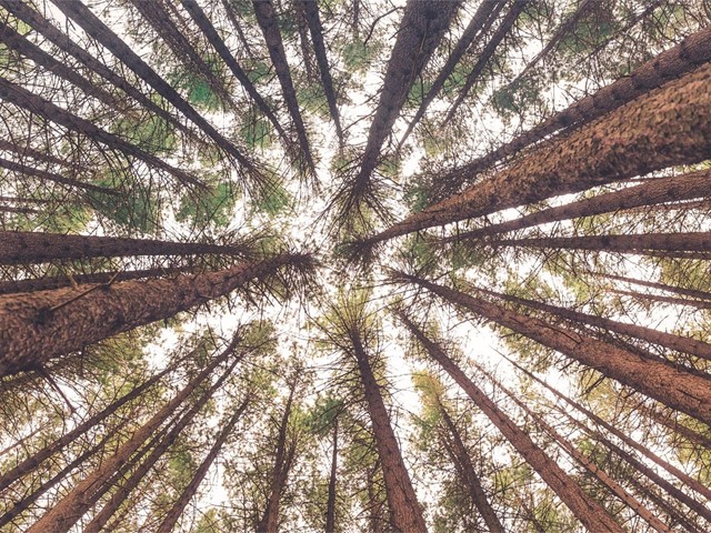 ¿Hay que reducir la altura de un árbol para que sea más seguro?