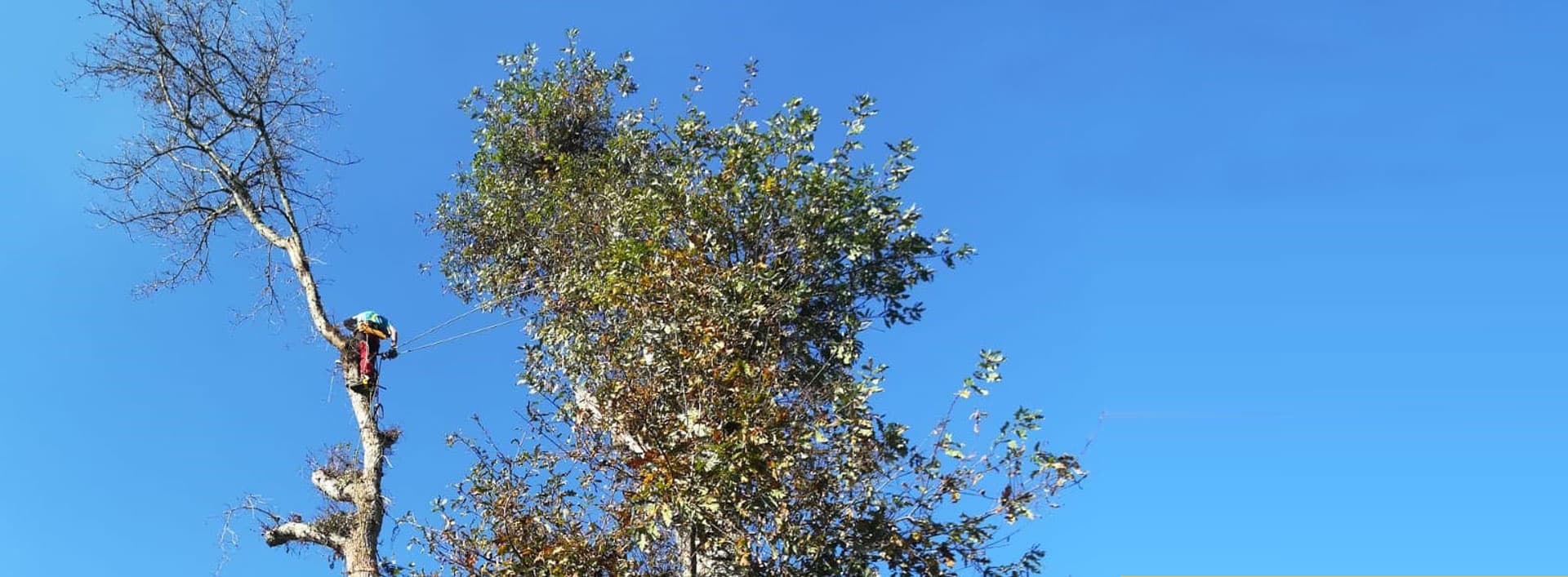 empresas de poda en altura en Ponteareas