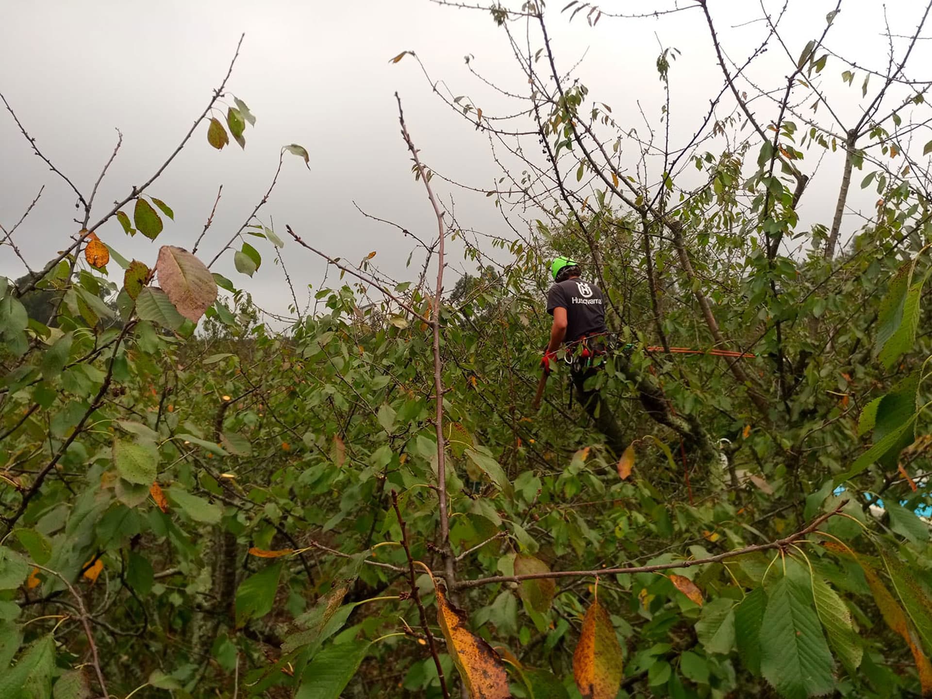 Garantiza la salud y el vigor de tu arboleda