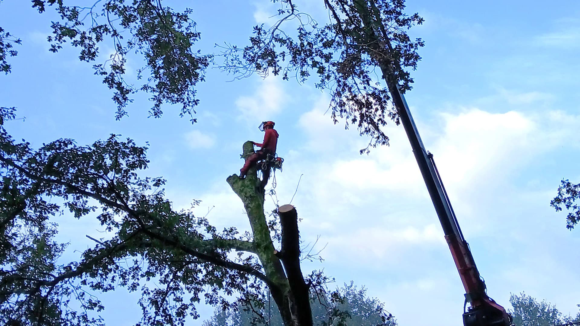 Contactar con empresa de arboricultura en Ponteareas