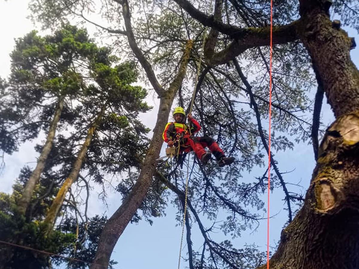 Coidado dos parques e xardíns públicos