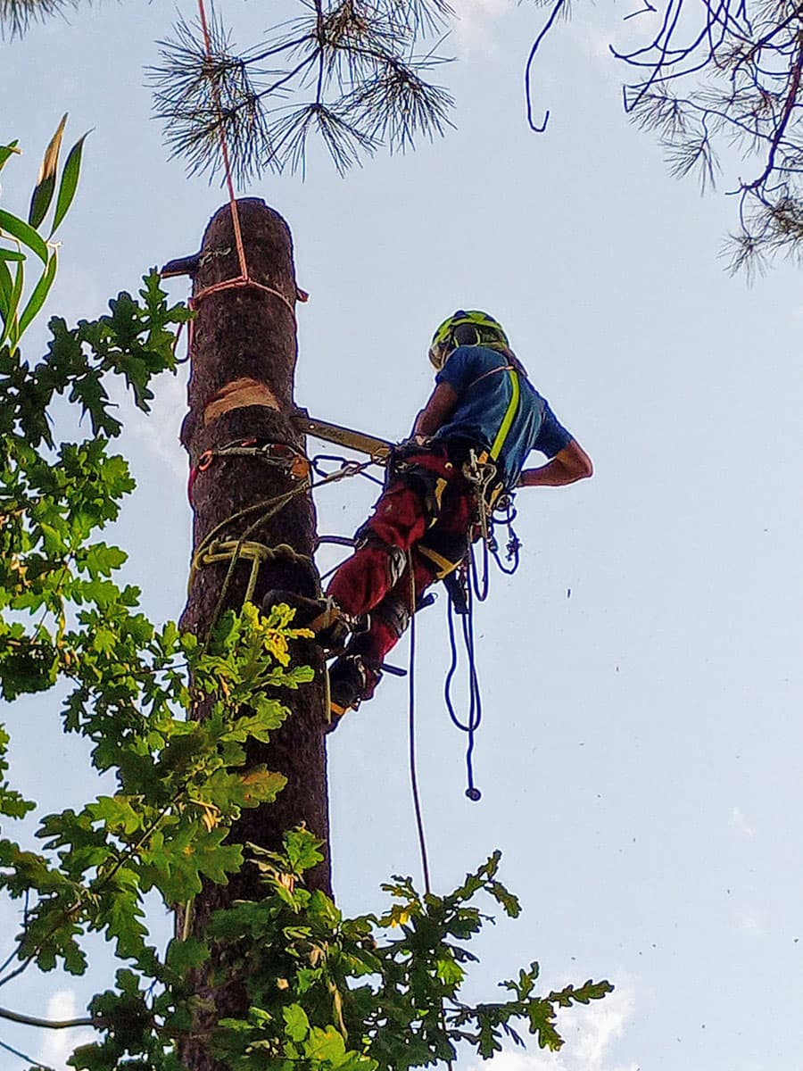 Empresa especializada en arboricultura