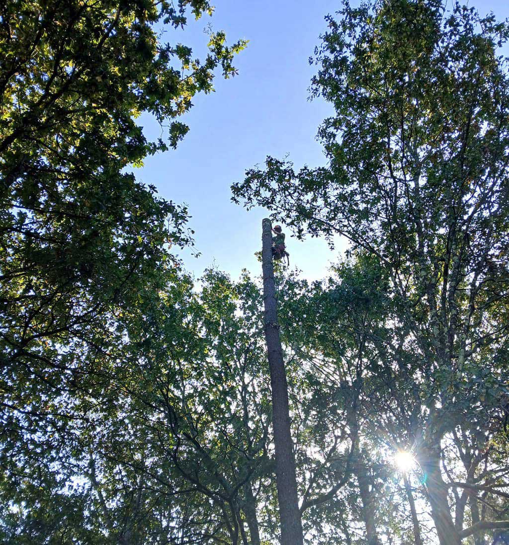 empresa poda en altura en Ponteareas