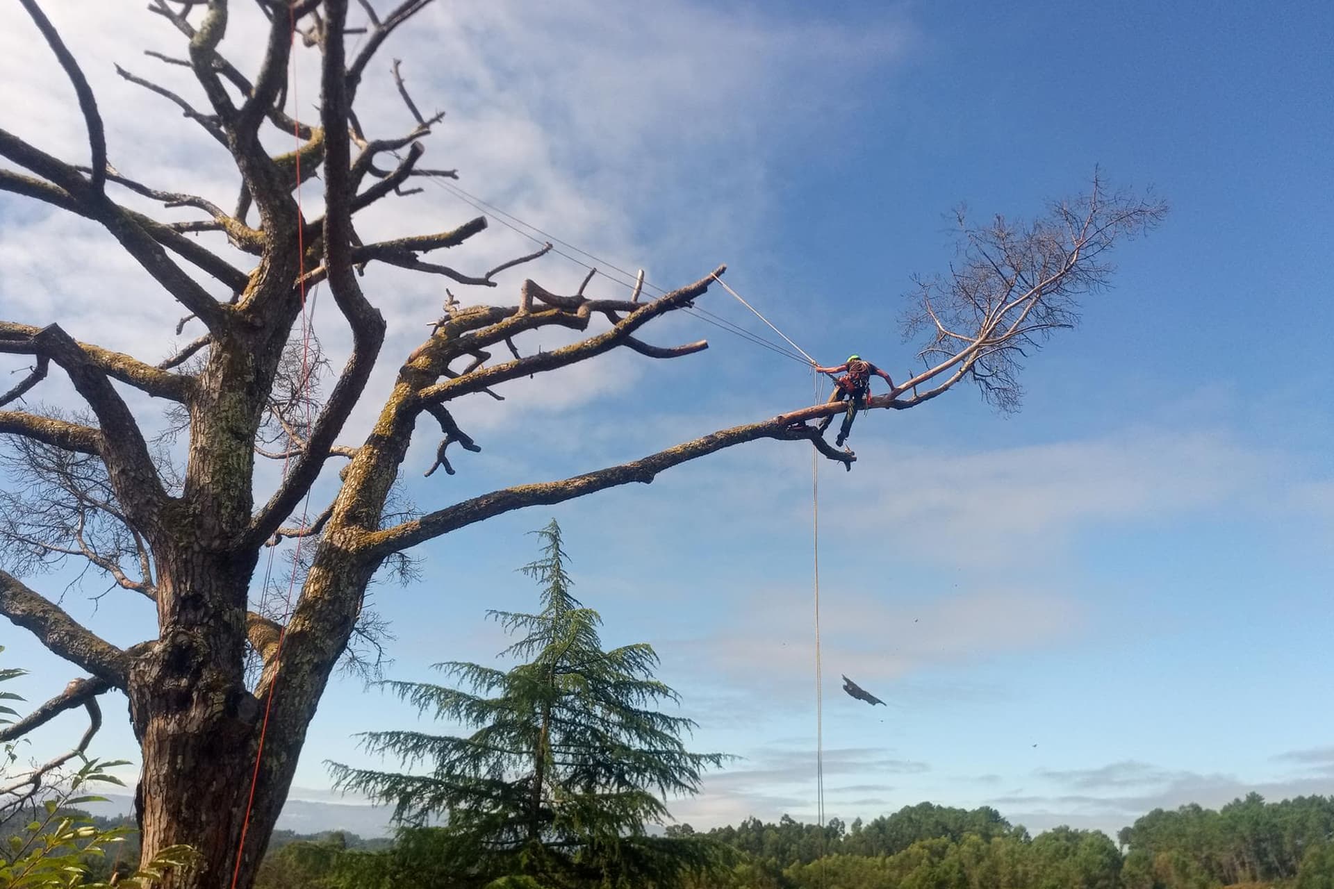 Poda de árboles en altura en Ponteareas
