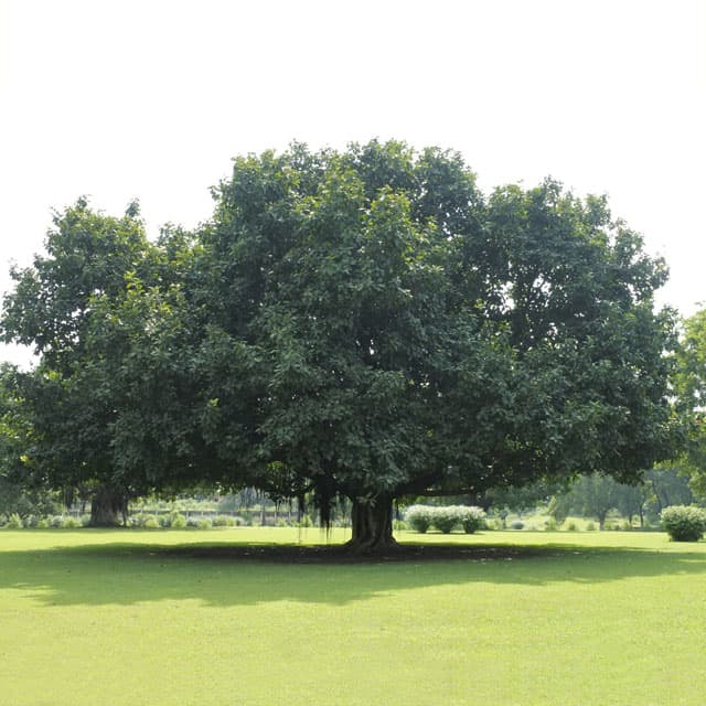 Empresa de poda y tala de árboles en Ponteareas