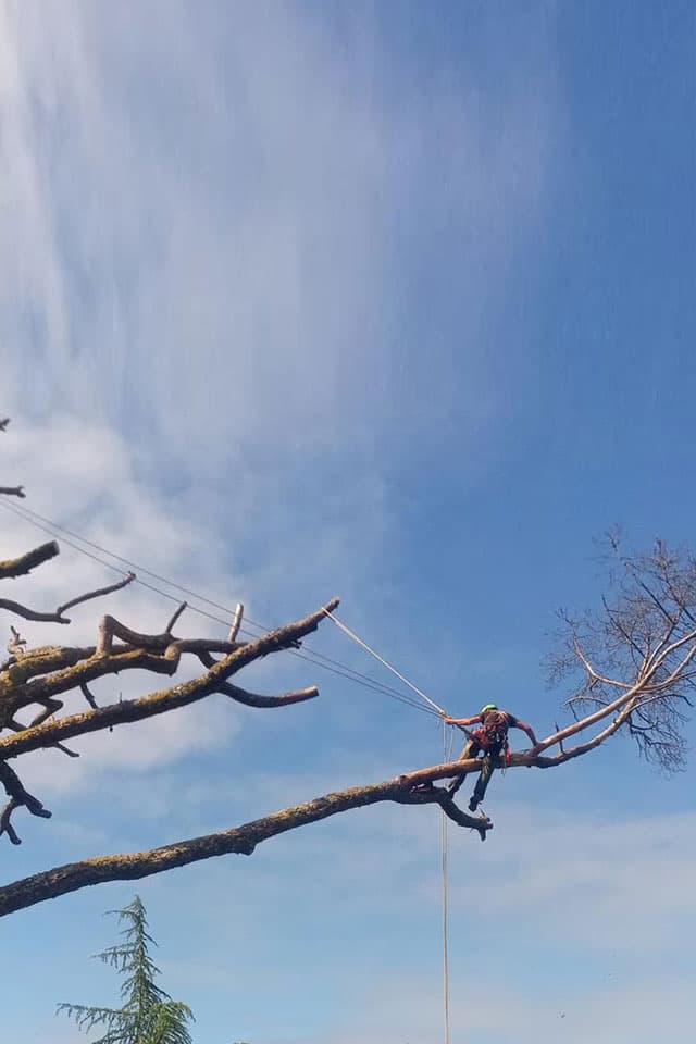 poda en altura en Ponteareas