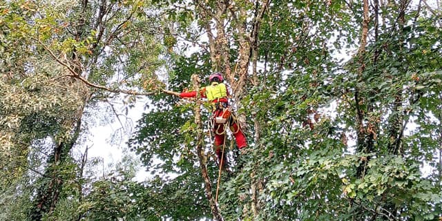 Noticias de Os das Árbores en Ponteareas