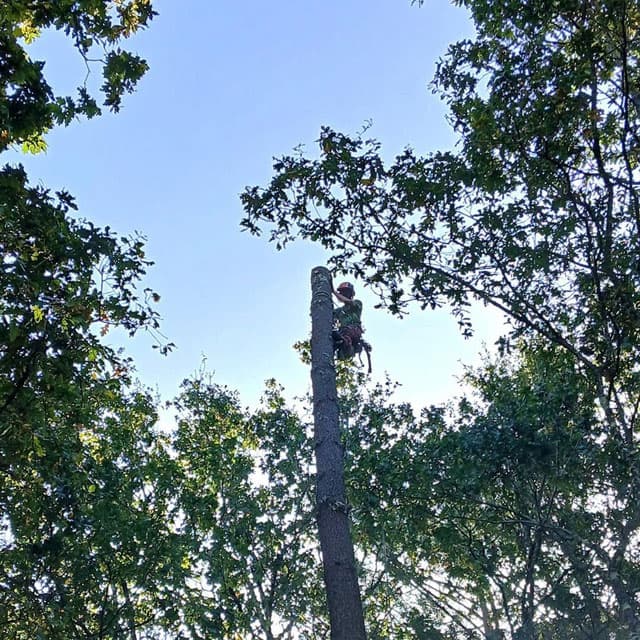 Expertos en arboricultura en Ponteareas