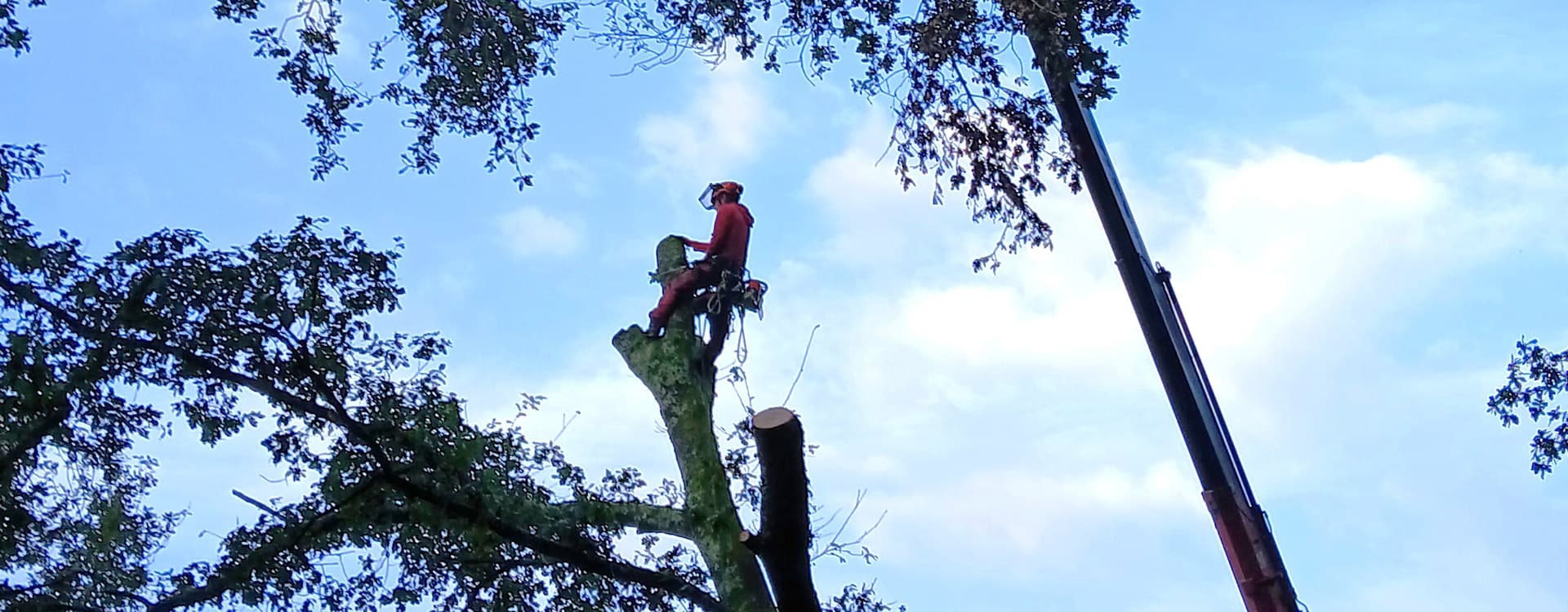 poda de arbolado en Ponteareas