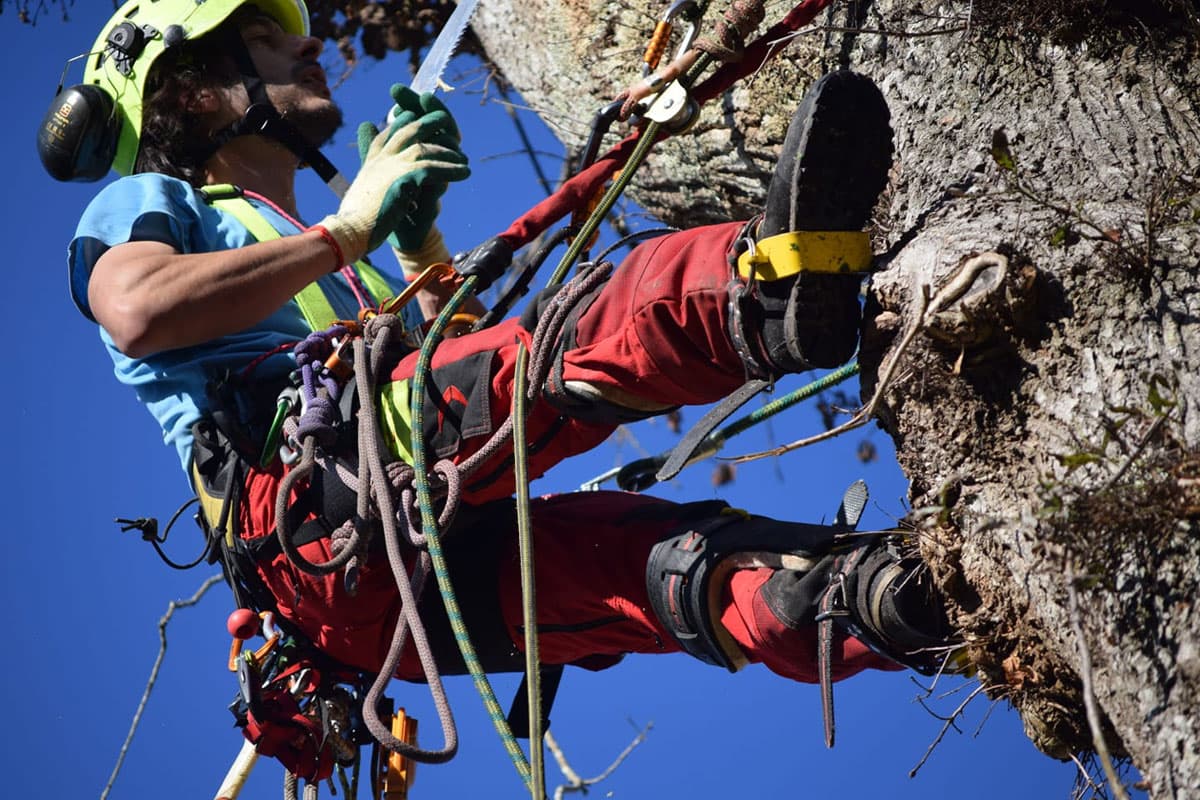 Profesionales en la poda de árboles en altura en Ponteareas y alrededores