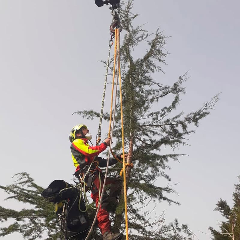 Revisión de arbolado