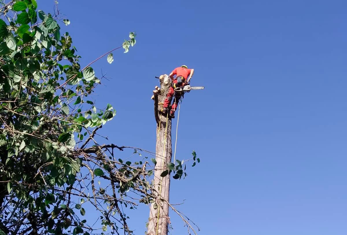 Talas controladas de árboles