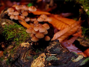 Importancia de la simbiosis de los árboles con los hongos