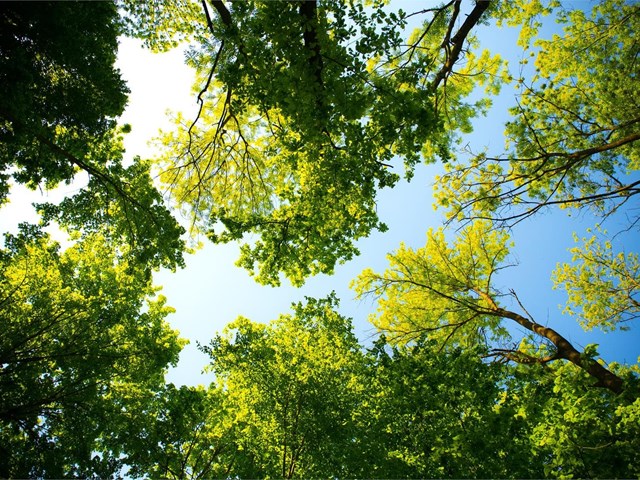 Importancia de los árboles como hábitats