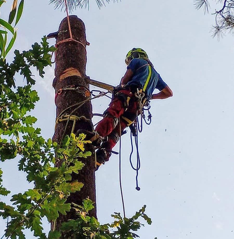Las 3 técnicas de poda más habituales y sus aplicaciones