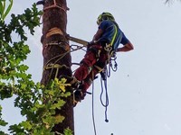 Las 3 técnicas de poda más habituales y sus aplicaciones