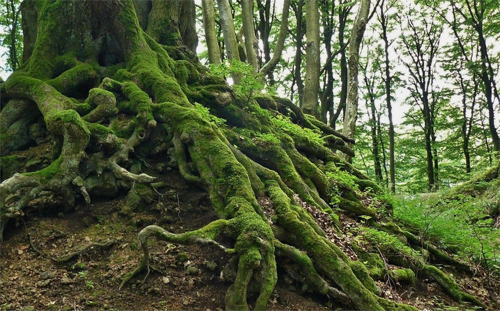Las raíces, lo más importante para un árbol saludable