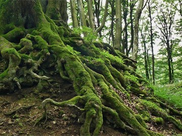 Las raíces, lo más importante para un árbol saludable