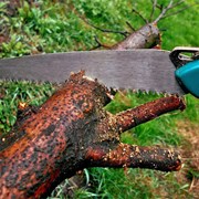 Por qué el desmoche perjudica a los árboles