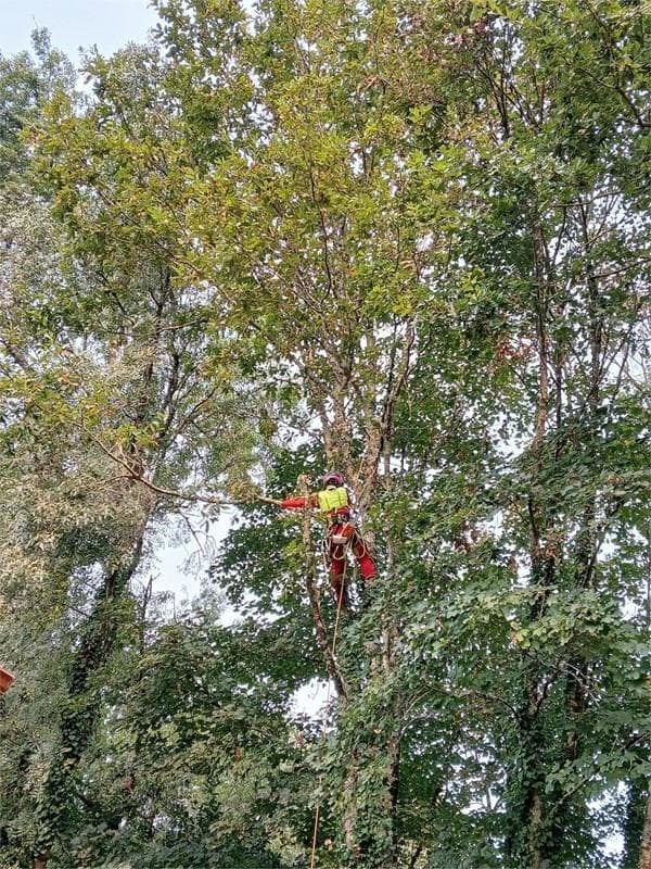 ¿Por qué es importante emplear anclajes adecuados a cada árbol en la poda en altura?