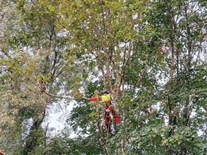¿Por qué es importante emplear anclajes adecuados a cada árbol en la poda en altura?