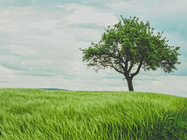 ¿Por qué plantar un árbol?