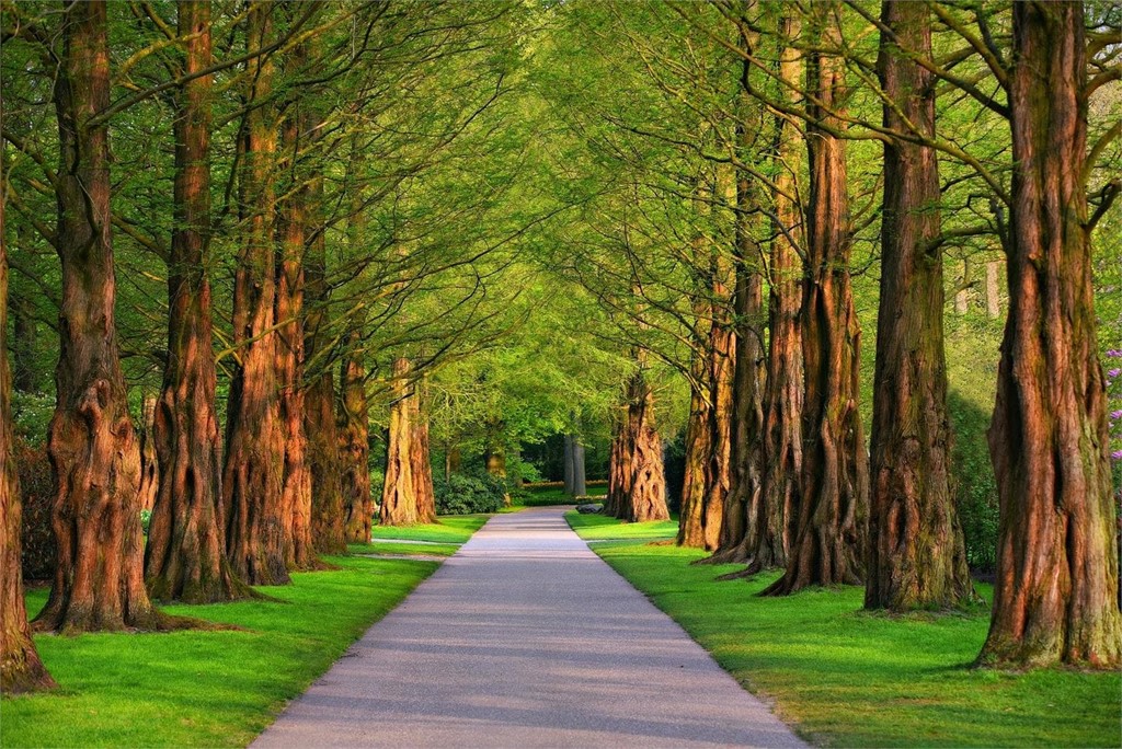 ¿Por qué se puede caer un árbol en zonas urbanas?