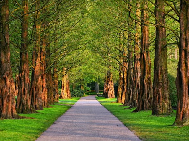 ¿Por qué se puede caer un árbol en zonas urbanas?