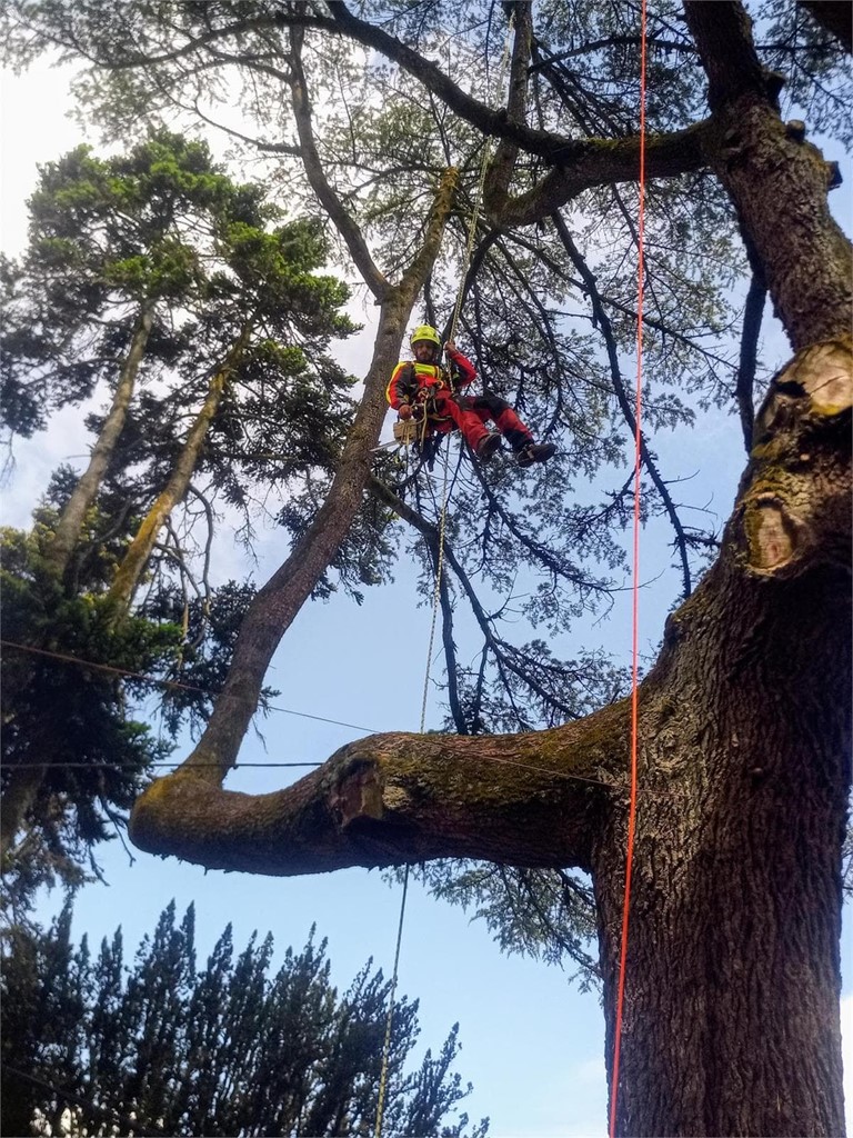 ¡Presupuesto gratis en tu poda de árboles en altura! 