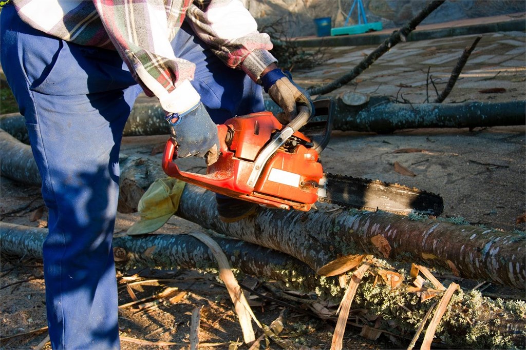 Qué considerar antes de talar un árbol
